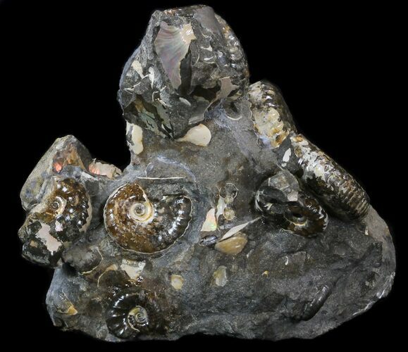 Displayable Hoploscaphites () Cluster - South Dakota #34168